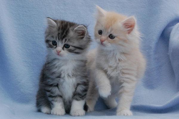 Walin und Wanuki.jpg